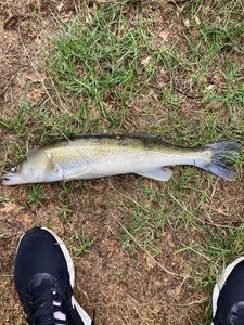 Zander