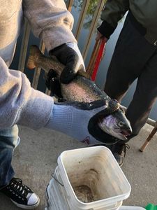 Rainbow Trout