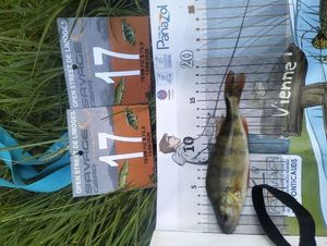 European Perch