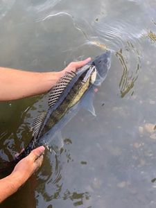 Zander