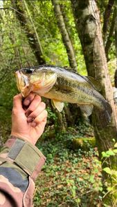 Largemouth Bass