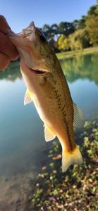 Smallmouth Bass