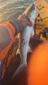 Golden Grey Mullet