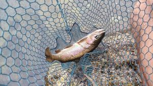 Rainbow Trout