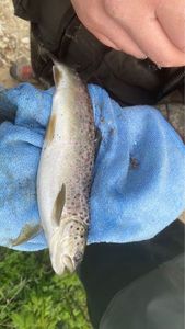 Brown Trout