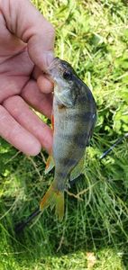 European Perch