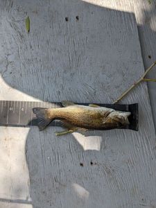 Smallmouth Bass