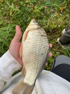 Crucian Carp