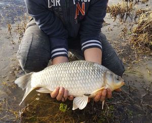 Crucian Carp