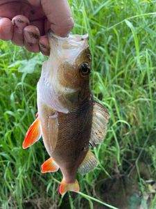 European Perch