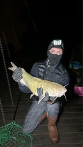 White Catfish