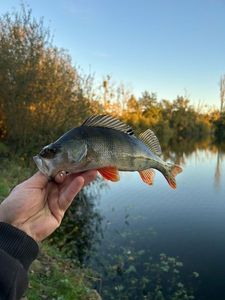 European Perch