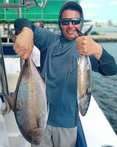 Atlantic Bonito