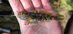 Round Goby
