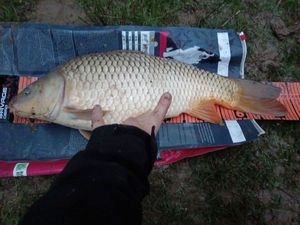 Common Carp