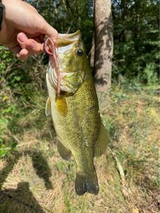 Largemouth Bass