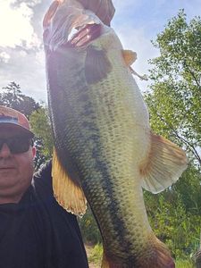 Largemouth Bass