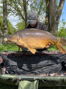 Leather Carp