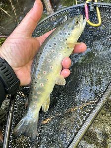 Brown Trout