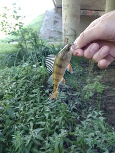 European Perch