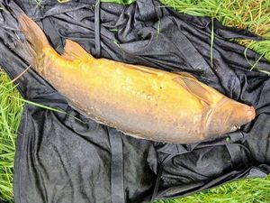 Mirror Carp