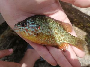 Green Sunfish