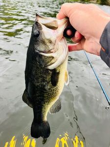 Largemouth Bass