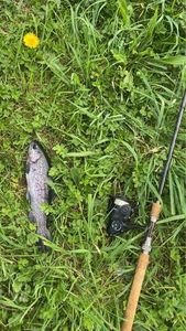 Rainbow Trout