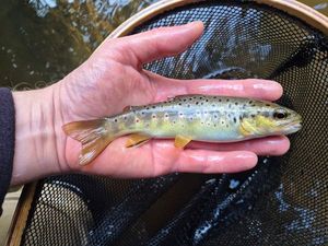 Brown Trout