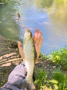 Rainbow Trout