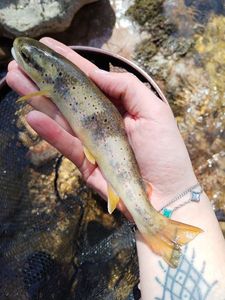 Brown Trout