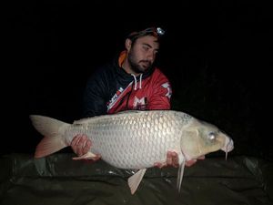 Koï Fish