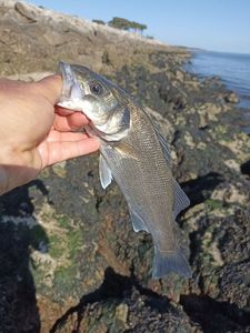 European Bass (Seabass)