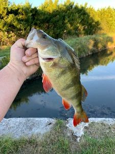 European Perch