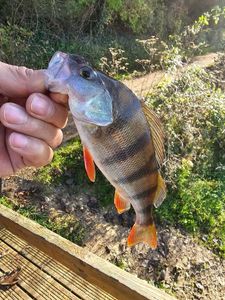 European Perch