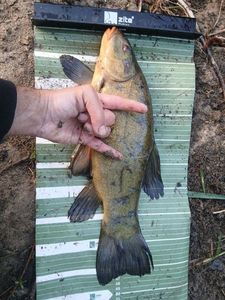 Tench