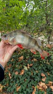 European Perch