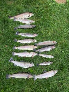 Rainbow Trout