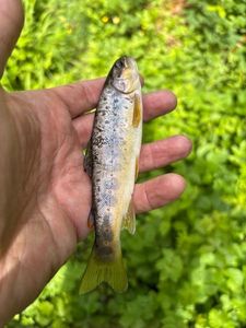 Brown Trout