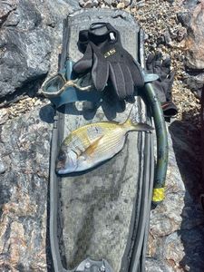 White Seabream