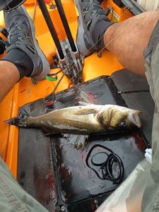 European Bass (Seabass)