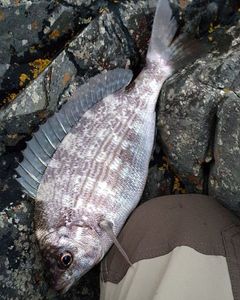 Black Seabream