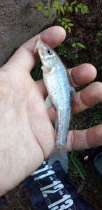 Gudgeon