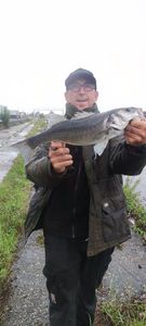 European Bass (Seabass)