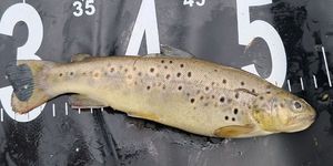 Brown Trout