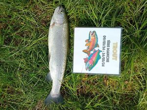 Rainbow Trout