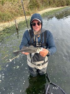European Bass (Seabass)