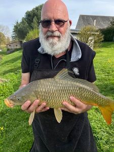 Common Carp