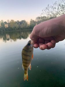 European Perch
