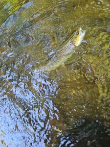 Brown Trout